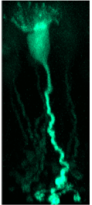 Bipolar cell under microscope