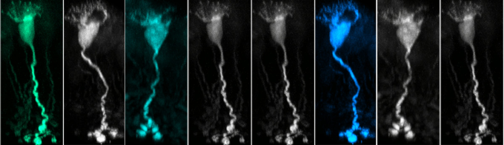 panel of images of bipolar retinal cells