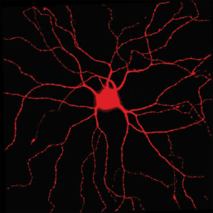 A red cell branching out against a black background