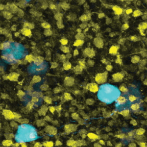 Yellow and teal cells against a black background