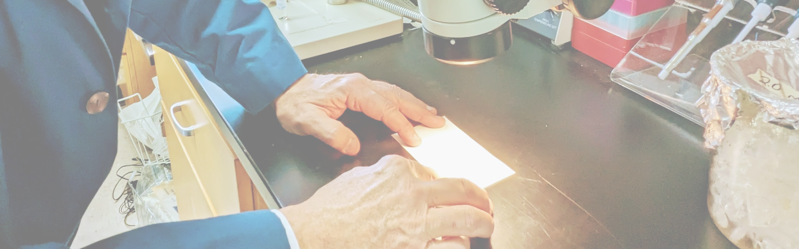 Hands viewing a slide beneath a bright light